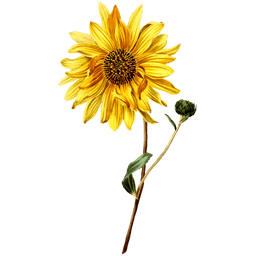 Sunflower SVG Vector